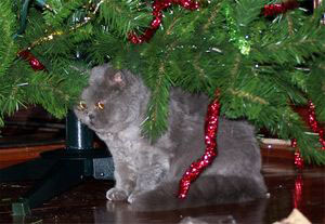 Evie under the tree