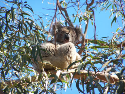 Sleepy koala 2